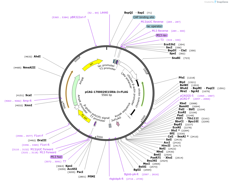 199689-plasmid-map-sequence-id-392983