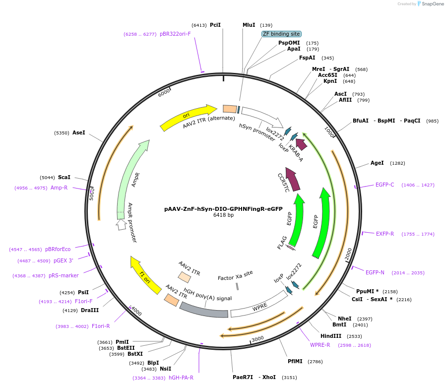 200279-plasmid-map-sequence-id-392985