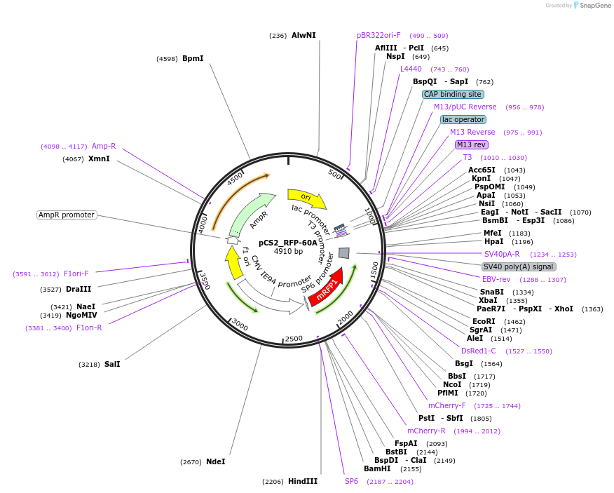200394-plasmid-map-sequence-id-392992