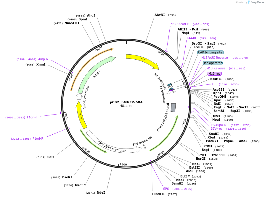 200393-plasmid-map-sequence-id-392993