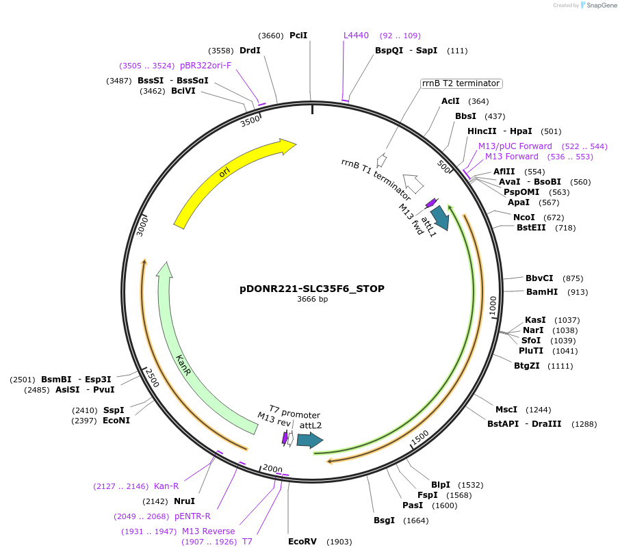 161239-plasmid-map-sequence-id-392994