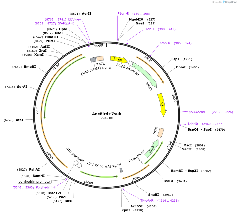 196456-plasmid-map-sequence-id-393007