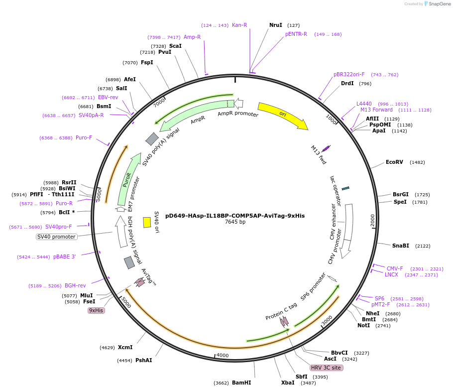 157124-plasmid-map-sequence-id-393009