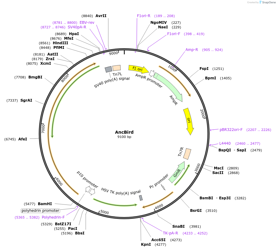 196450-plasmid-map-sequence-id-393010