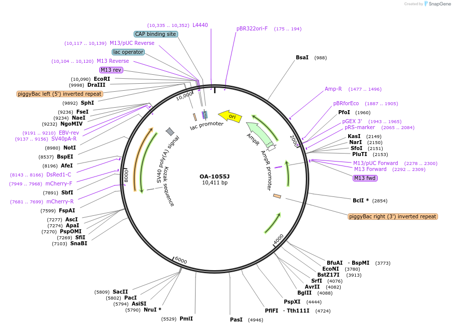 200251-plasmid-map-sequence-id-393011
