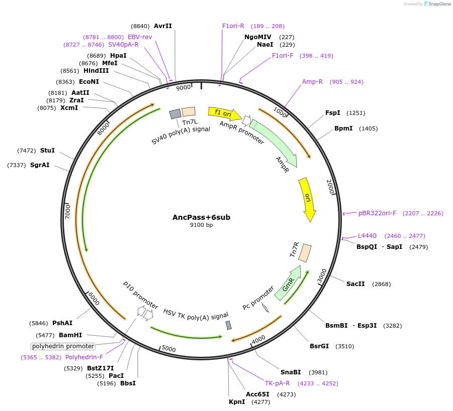 196463-plasmid-map-sequence-id-393014