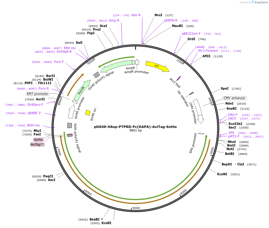 157037-plasmid-map-sequence-id-393015
