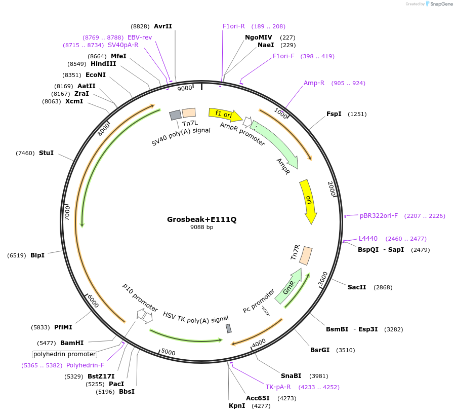 196466-plasmid-map-sequence-id-393018