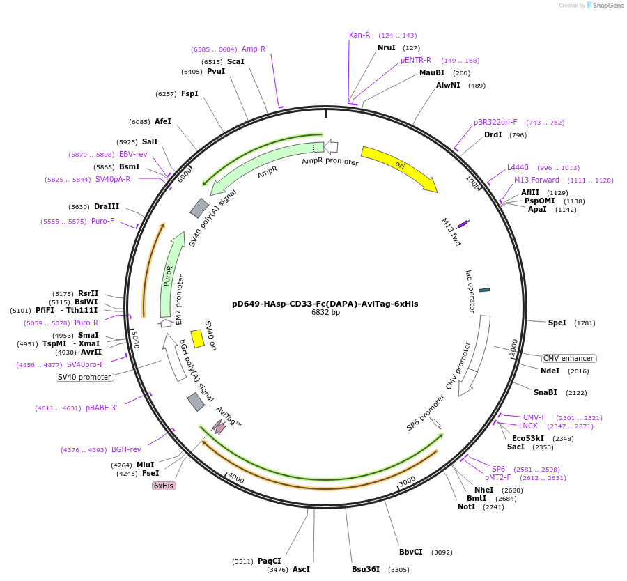 156694-plasmid-map-sequence-id-393026