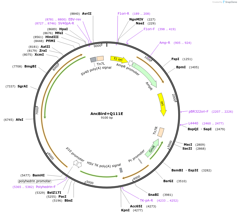 196454-plasmid-map-sequence-id-393027