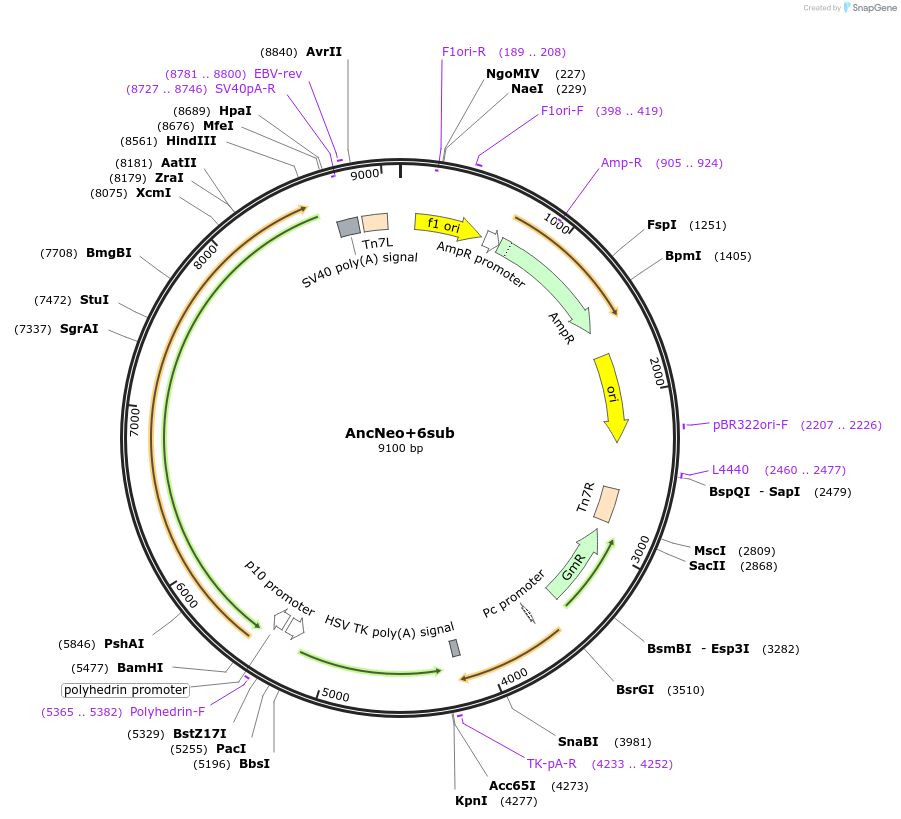 196459-plasmid-map-sequence-id-393029