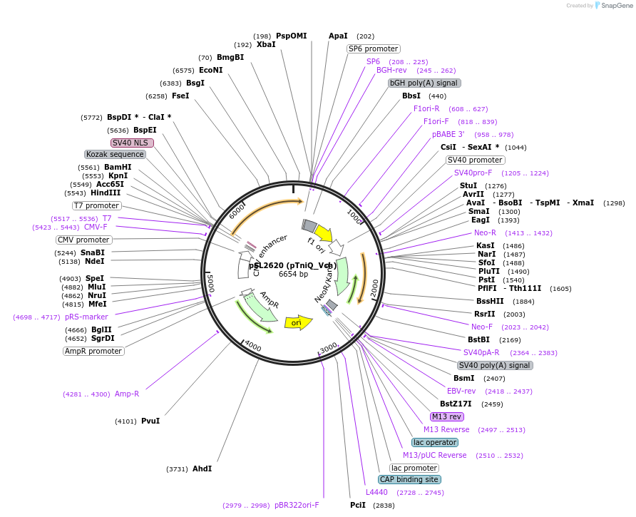 200892-plasmid-map-sequence-id-393031