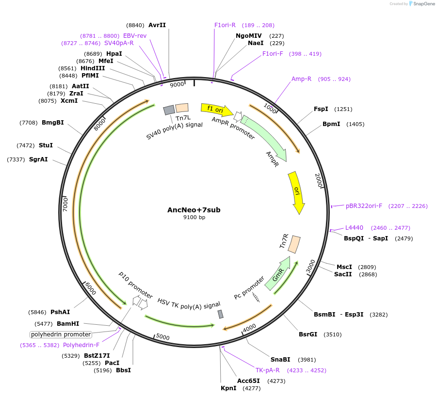 196460-plasmid-map-sequence-id-393032