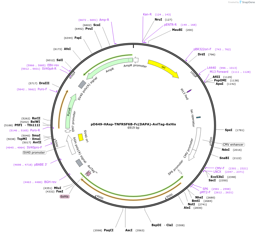 156713-plasmid-map-sequence-id-393034