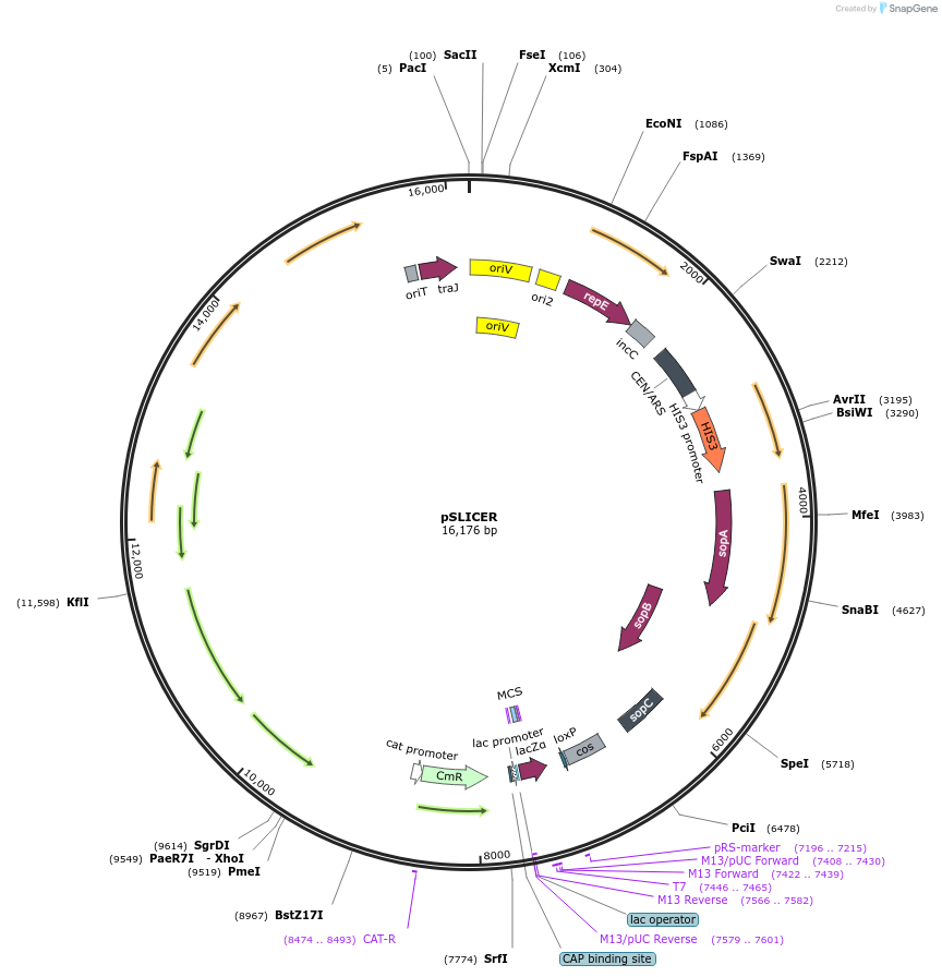 197288-plasmid-map-sequence-id-393036