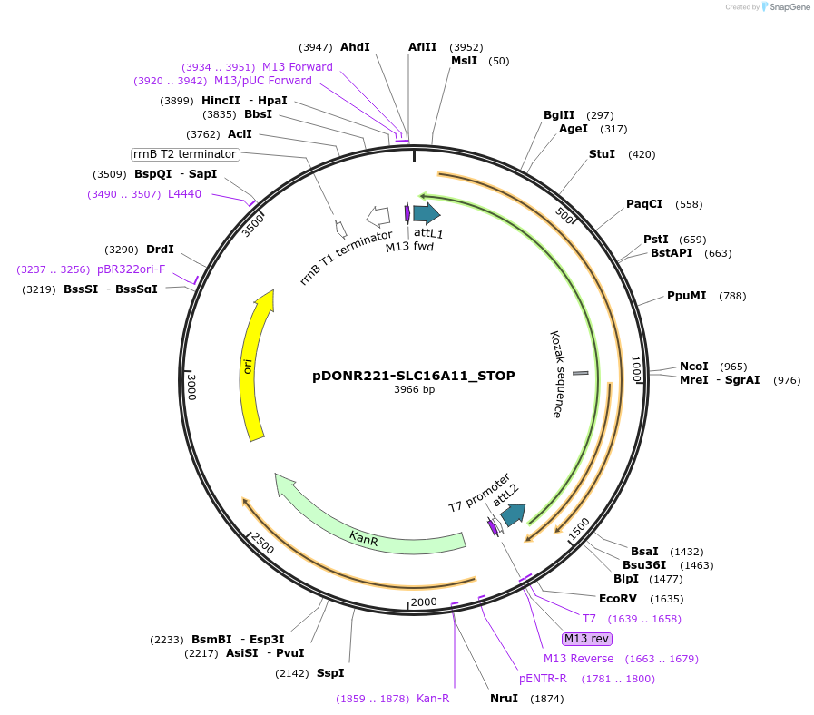 161105-plasmid-map-sequence-id-393039