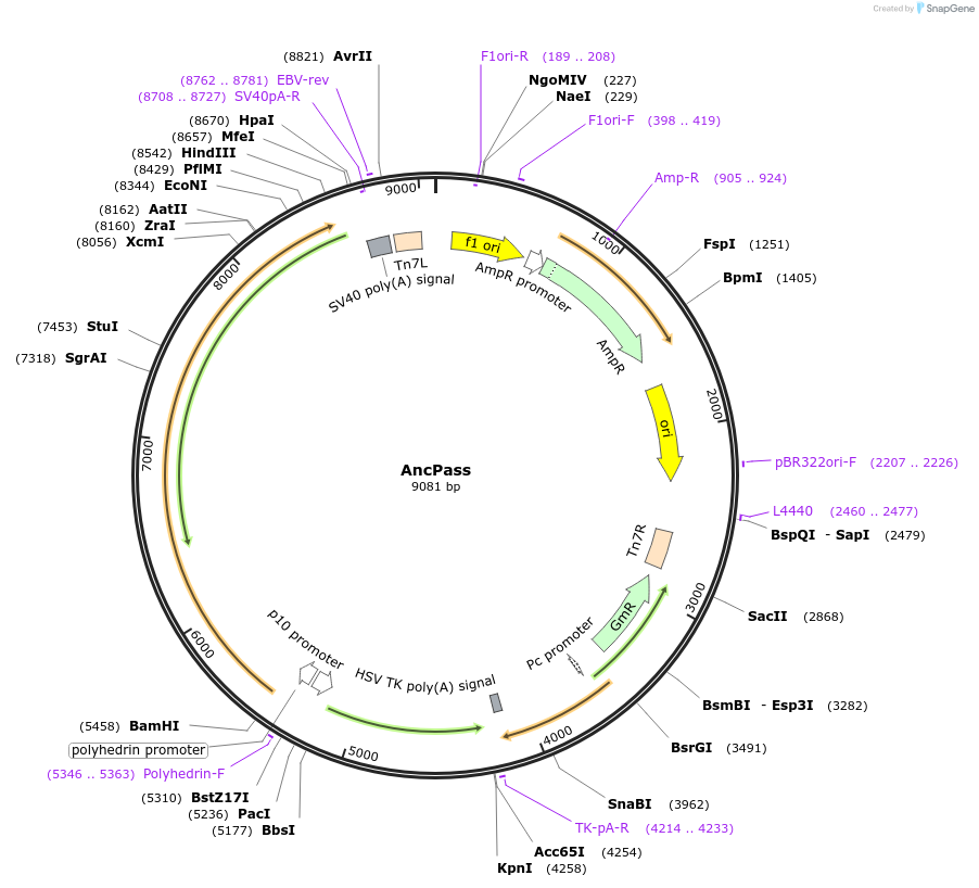 196461-plasmid-map-sequence-id-393040
