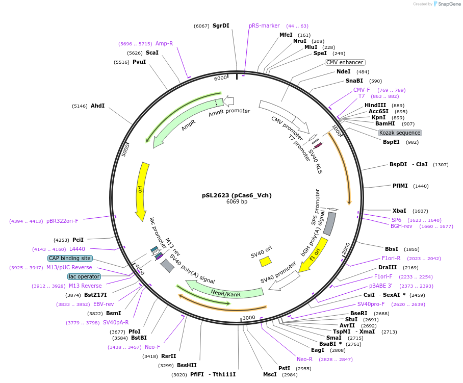 200895-plasmid-map-sequence-id-393044