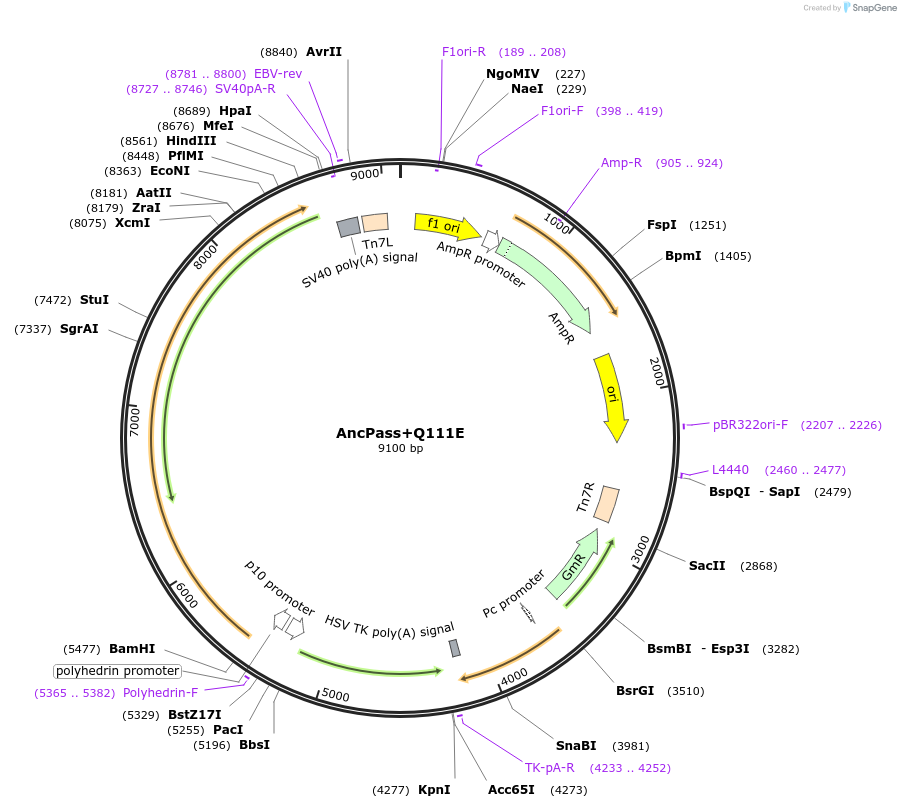 196462-plasmid-map-sequence-id-393046