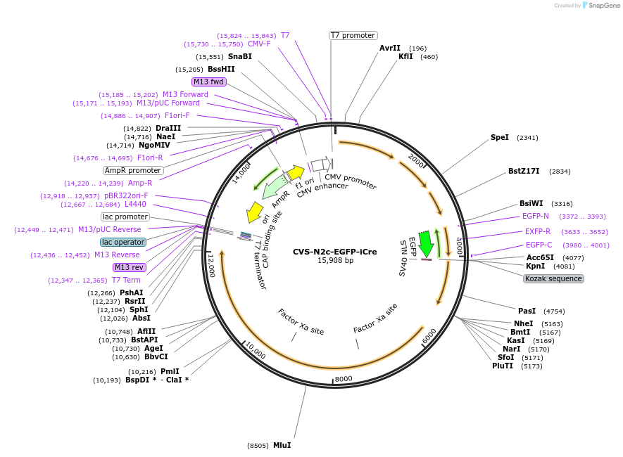 172372-plasmid-map-sequence-id-393047
