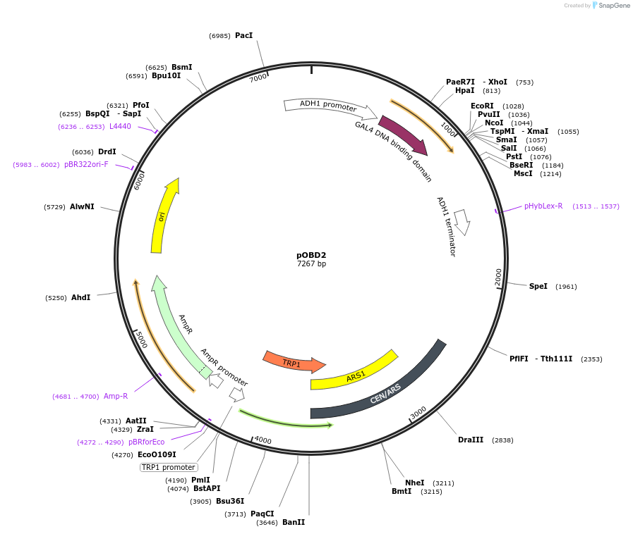 196826-plasmid-map-sequence-id-393052