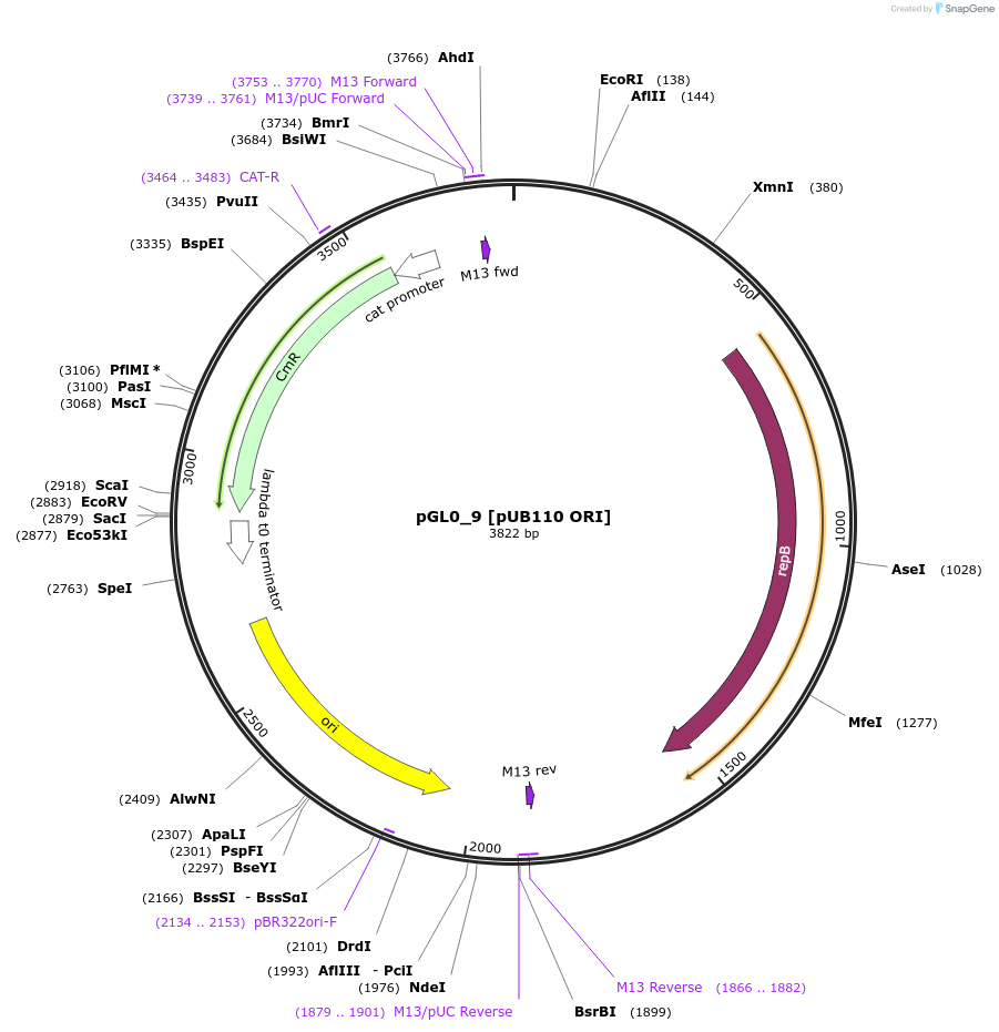 198924-plasmid-map-sequence-id-393056