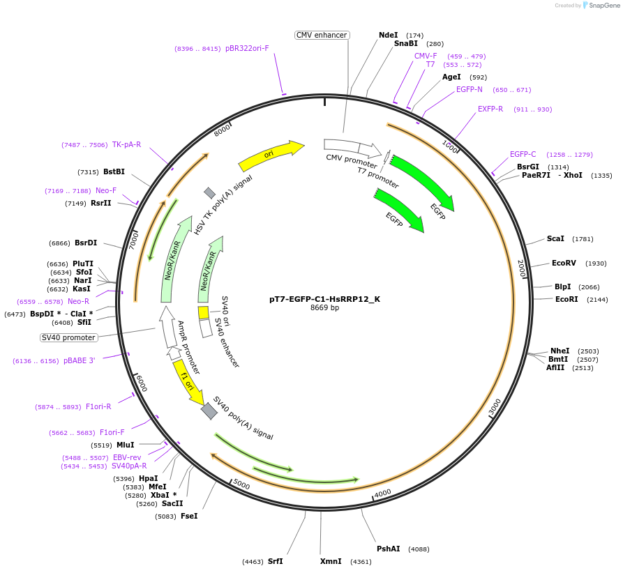 146766-plasmid-map-sequence-id-393059