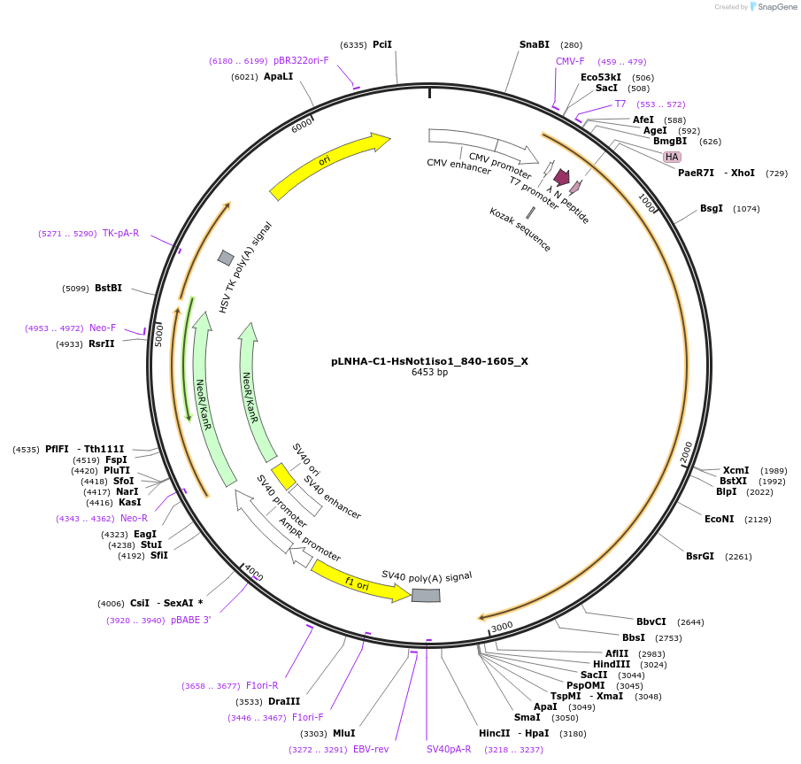 147997-plasmid-map-sequence-id-393060