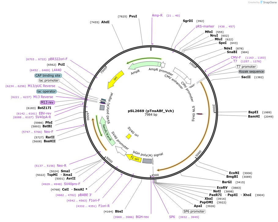 200897-plasmid-map-sequence-id-393064