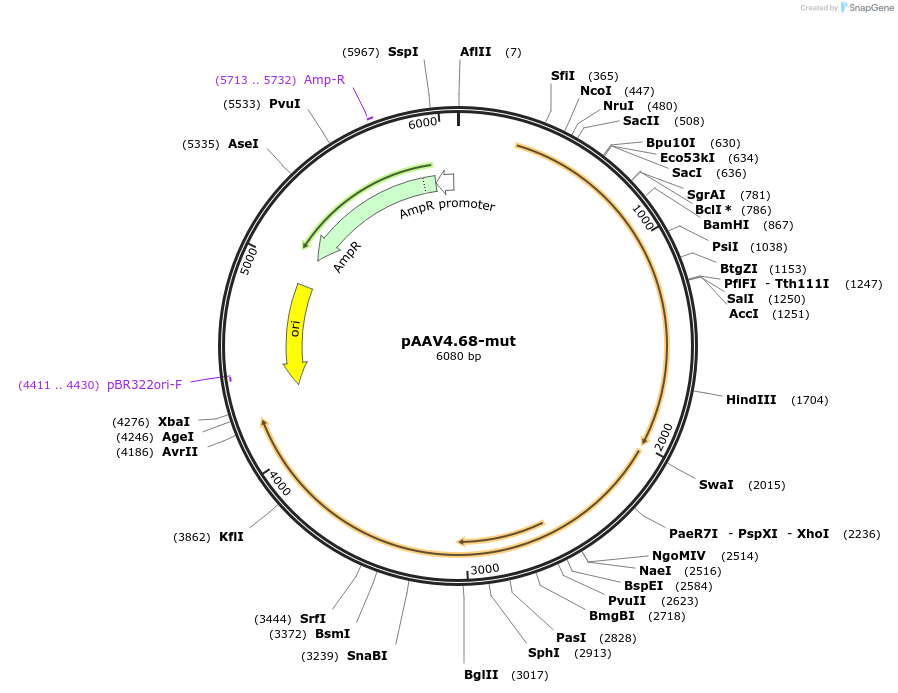 201064-plasmid-map-sequence-id-393068