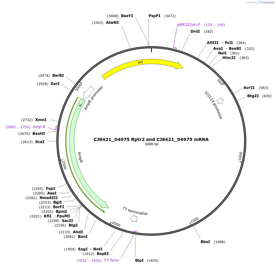 194210-plasmid-map-sequence-id-393086