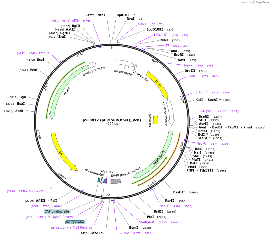200898-plasmid-map-sequence-id-393087