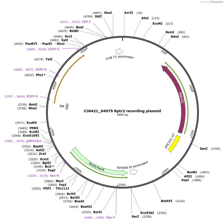194211-plasmid-map-sequence-id-393089