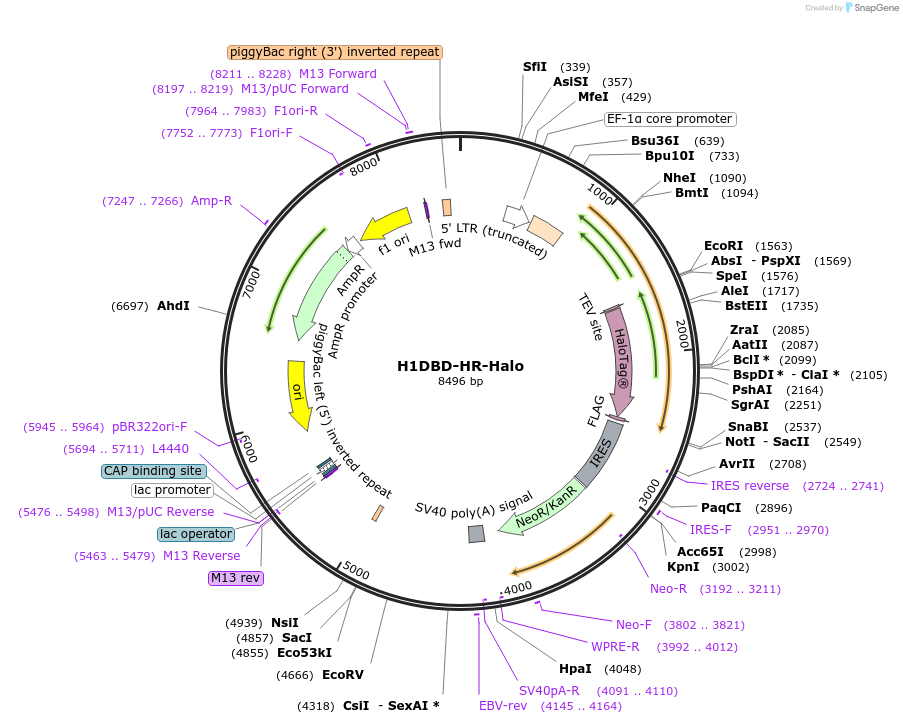 200204-plasmid-map-sequence-id-393091
