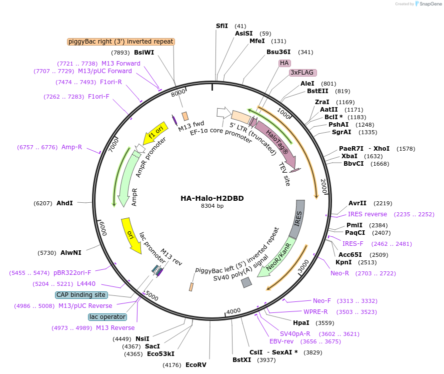 200206-plasmid-map-sequence-id-393093