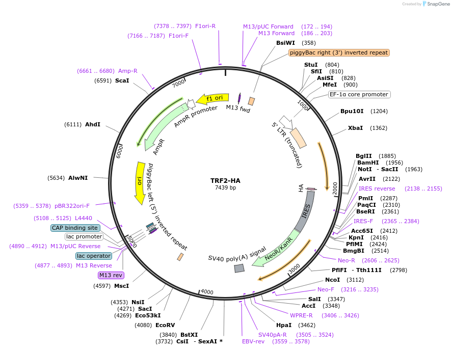 200209-plasmid-map-sequence-id-393095