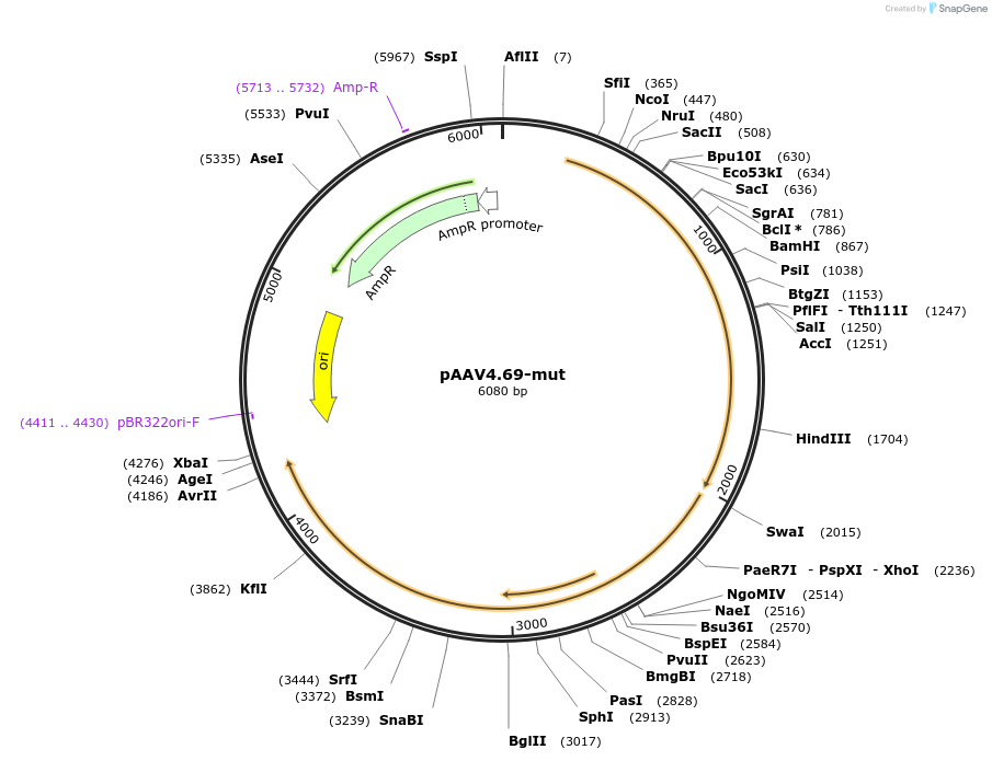 201065-plasmid-map-sequence-id-393096