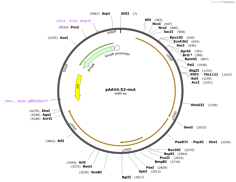 201061-plasmid-map-sequence-id-393100