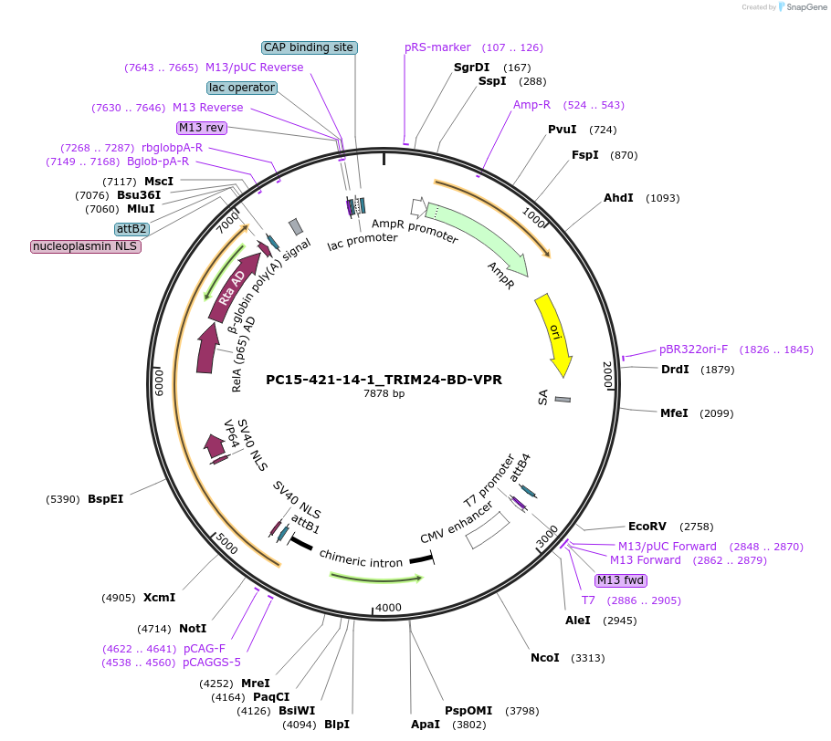 200435-plasmid-map-sequence-id-393102