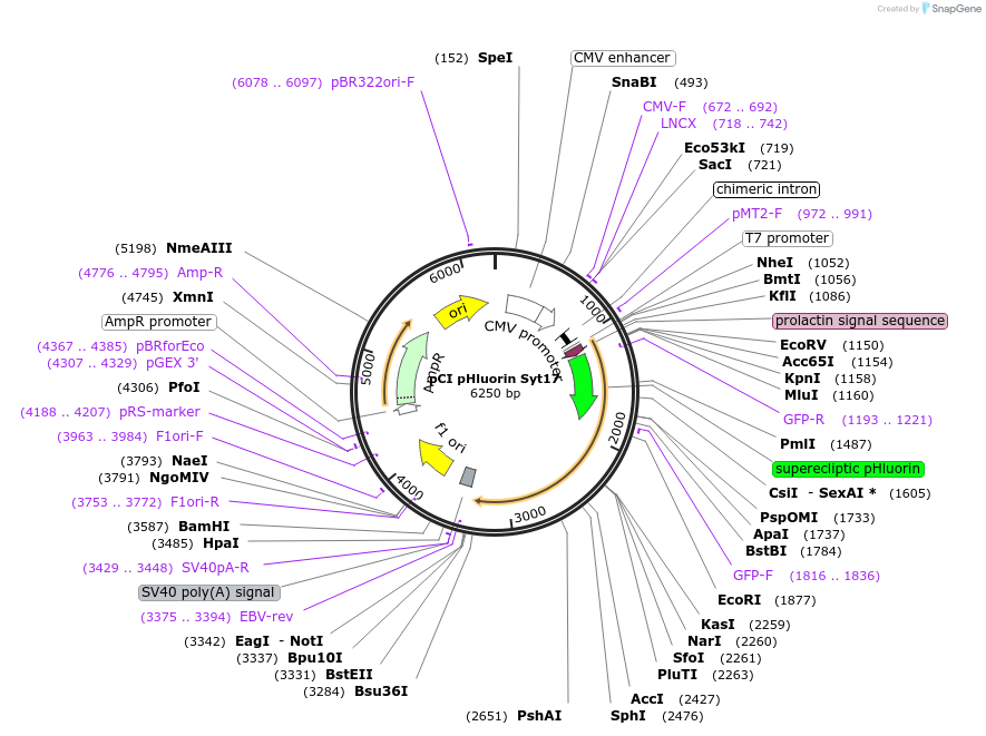 184514-plasmid-map-sequence-id-393103