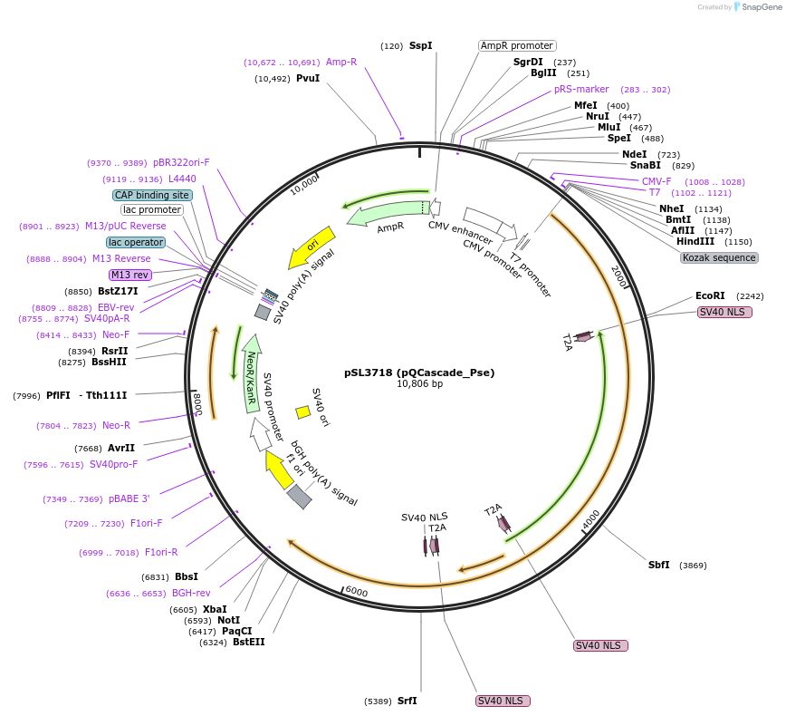 200899-plasmid-map-sequence-id-393105