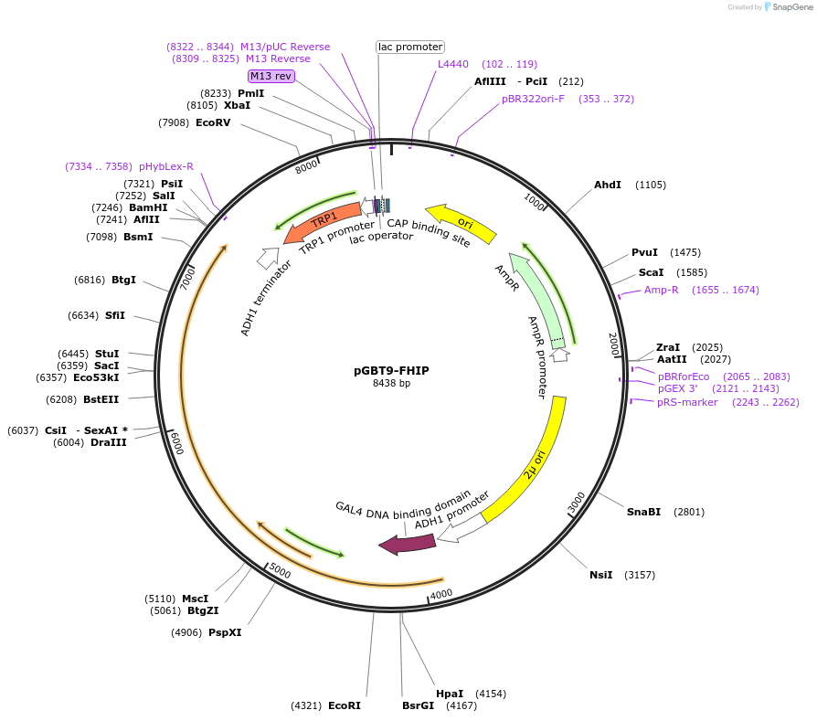 198527-plasmid-map-sequence-id-393106