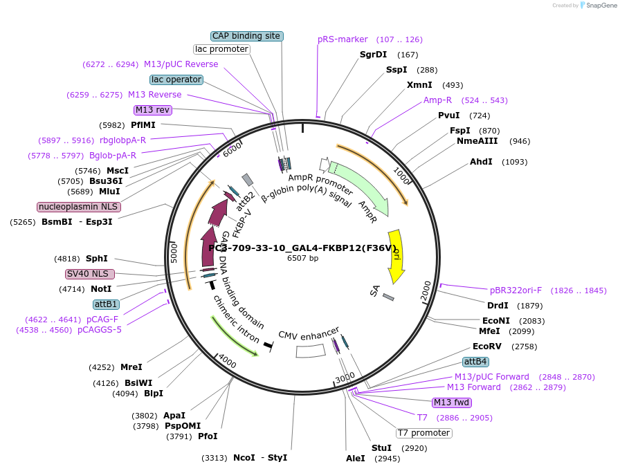 200438-plasmid-map-sequence-id-393108