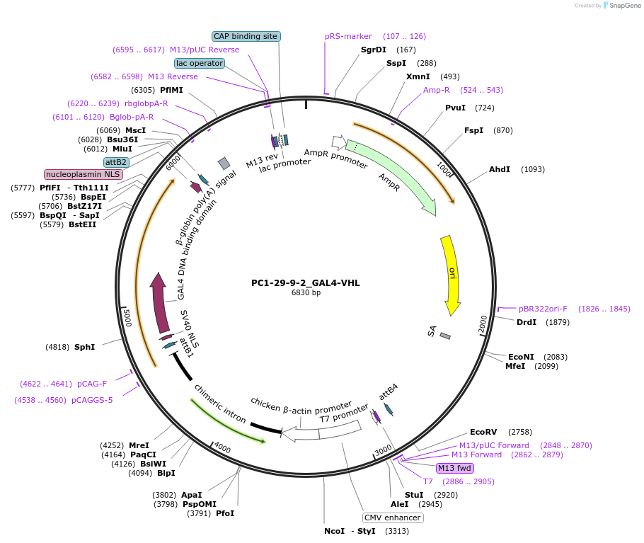 200434-plasmid-map-sequence-id-393109