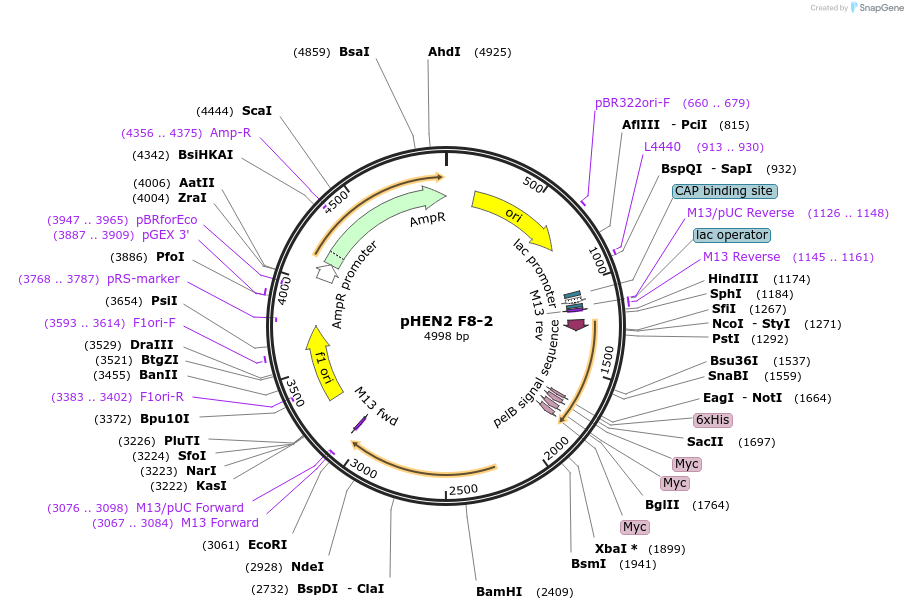 186033-plasmid-map-sequence-id-393110