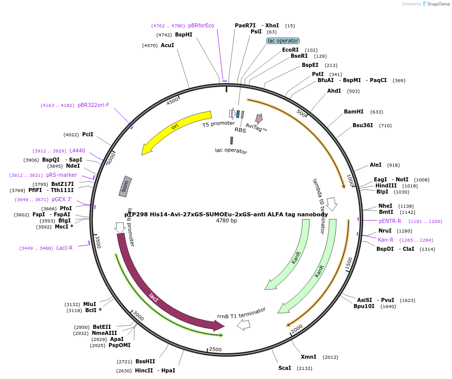 199390-plasmid-map-sequence-id-393116