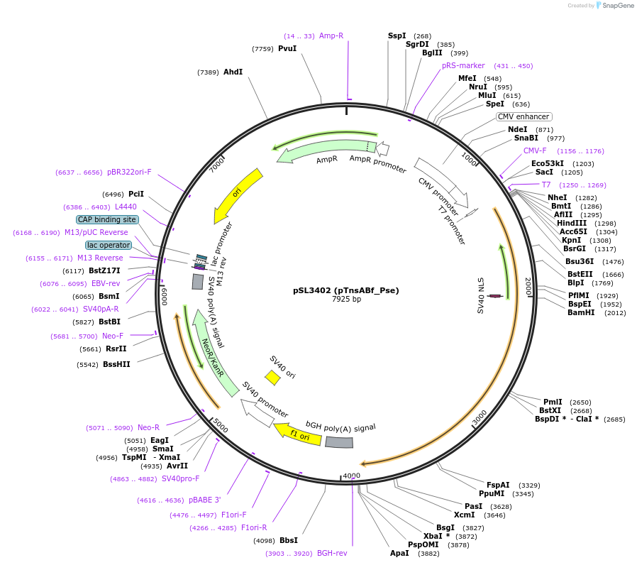 200901-plasmid-map-sequence-id-393120