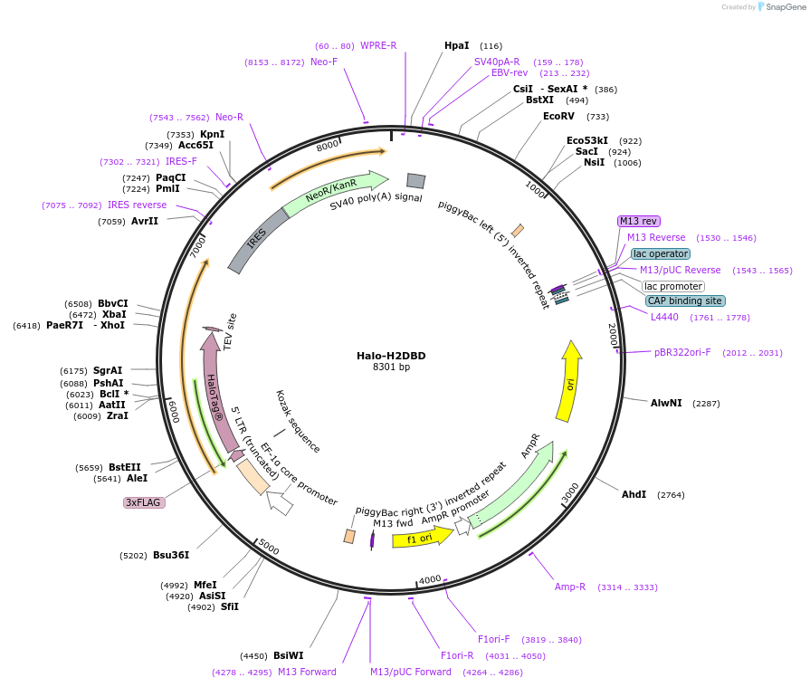200200-plasmid-map-sequence-id-393126