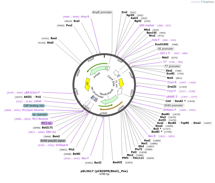 200902-plasmid-map-sequence-id-393127