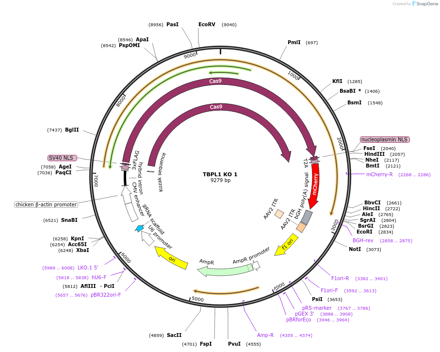 200210-plasmid-map-sequence-id-393133